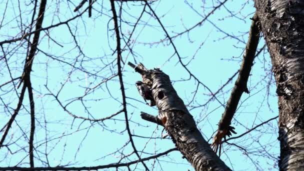 Dzięcioł Plamisty Pniu Starego Wiśni Dendrocopos Major — Wideo stockowe