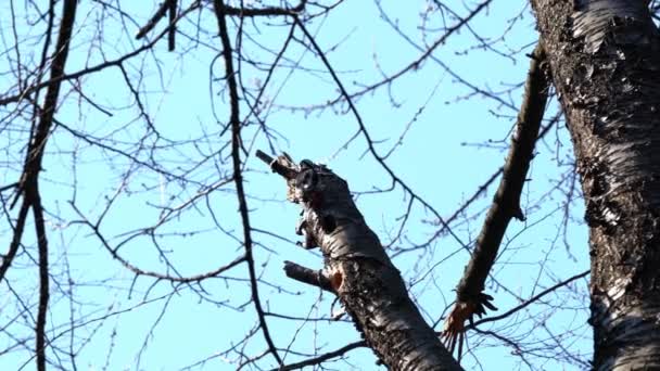 Grote Gevlekte Specht Stam Van Oude Kersenboom Dendrocopos Major — Stockvideo