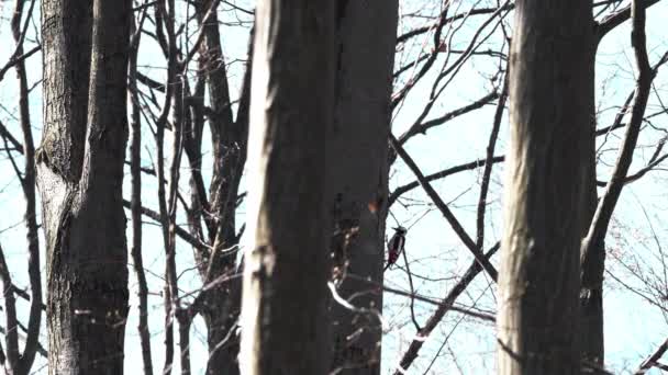 Μεγάλη Spotted Woodpecker Εξάγει Προνύμφες Σκαθάρια Από Δέντρο Dendrocopos Μείζων — Αρχείο Βίντεο