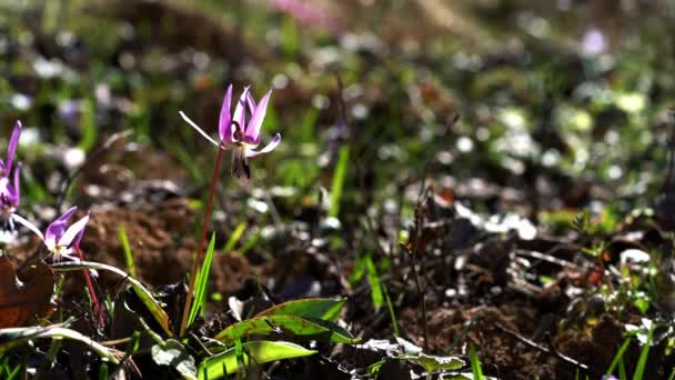 Anémone Des Bois Sur Légère Brise Dans Forêt Anemone Nemorosa — Video