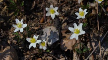 Ormanda hafif bir esintide (Anemone nemorosa)