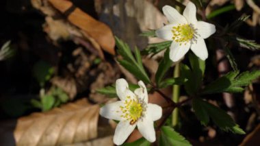 Ormanda hafif bir esintide (Anemone nemorosa)