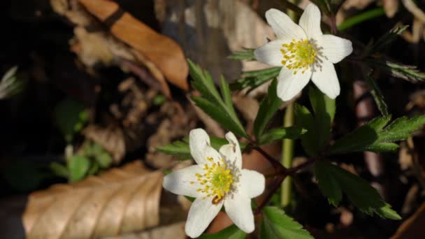 Anémone Des Bois Sur Légère Brise Dans Forêt Anemone Nemorosa — Video