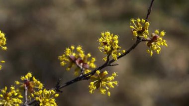 Doğal ortamda Avrupa Korneli Çiçeği (Cornus mas)