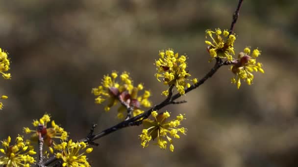 Kukka Euroopan Cornel Luonnonympäristössä Cornus Mas — kuvapankkivideo