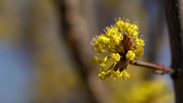 自然環境の中のヨーロッパ コーネルの花 コルナス — ストック動画
