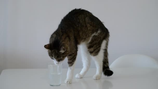 Cat Drinks Water Glass Her Paw — Stock Video