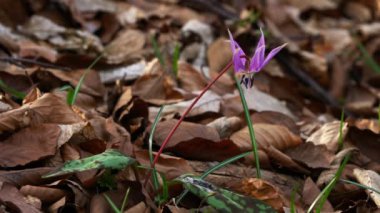 Köpek dişi menekşesi (Erythronium den-canis)