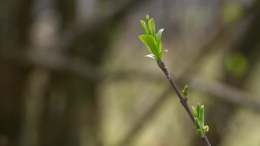 Dikenotu Ağacı (Euonymus europaeus) yaprakları açıyor