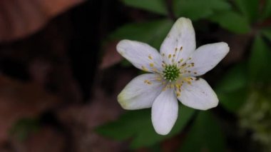 Ormanda hafif bir esintide (Anemone nemorosa)