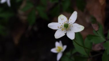 Ormanda hafif bir esintide (Anemone nemorosa)