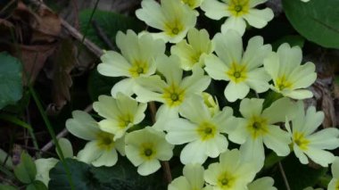 Primrose (Primula vulgaris) doğal ortamda