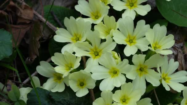 Pierwiosnek Primula Vulgaris Naturalnym Otoczeniu — Wideo stockowe