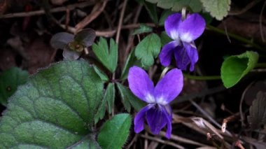 Doğal ortamda Vahşi Violet (Viola papilionacea)