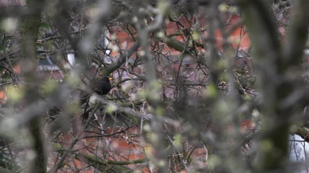 Blackbird Árvore Primavera — Vídeo de Stock