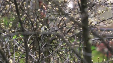 Great Tit (Parus major) on tree in spring