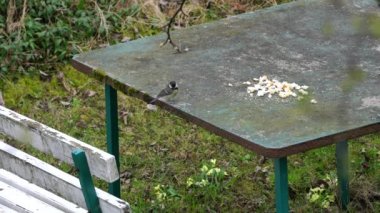 Great Tit (Parus major) eats food on the table