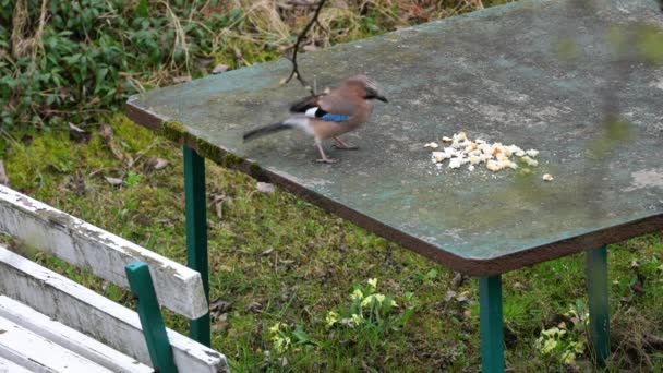 Eurasiático Jay Come Comida Mesa Garrulus Glandarius — Vídeo de Stock