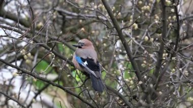 İlkbaharda ağaçta Avrasyalı Jay (Garrulus Glandarius)