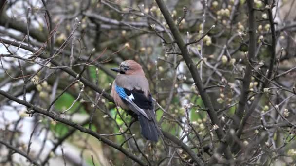 Eurasiático Jay Árbol Primavera Garrulus Glandarius — Vídeos de Stock