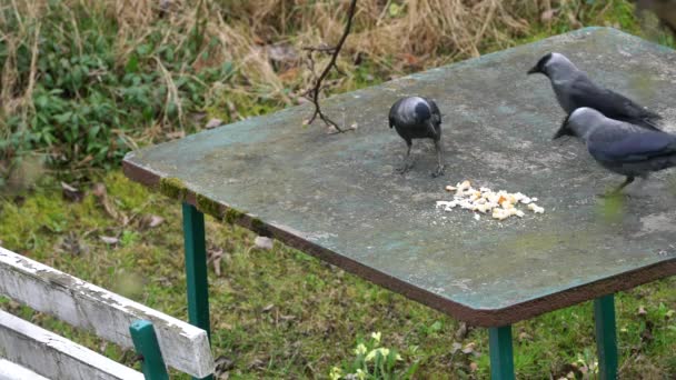 Coloeus monedula mange de la nourriture sur la table 