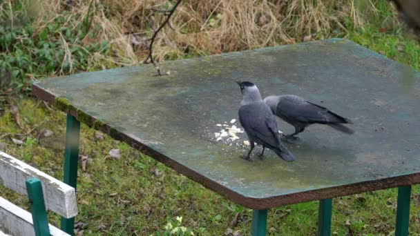 Western Jackdaws Coloeus Monedula Come Comida Mesa — Vídeo de Stock