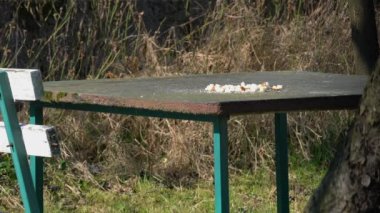 Avrasyalı Jay masada yemek yiyor (Garrulus glandarius)
