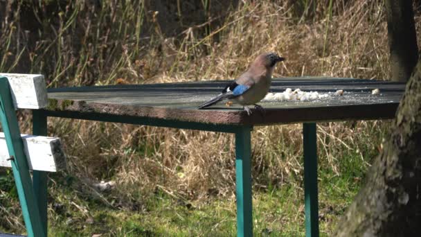 Eurasian Jay mange de la nourriture sur la table (Garrulus glandarius) et Western Jackdaws 