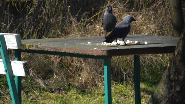 Western Jackdaws Coloeus Monedula Come Comida Mesa — Vídeo de Stock