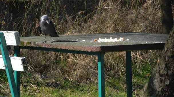 Western Jackdaws Coloeus Monedula Come Comida Mesa — Vídeos de Stock