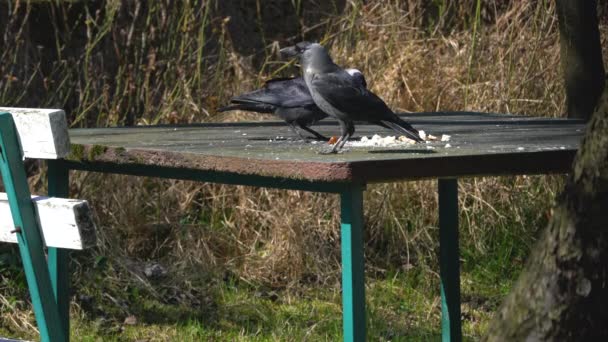 Western Jackdaws Coloeus Monedula Come Comida Mesa — Vídeos de Stock