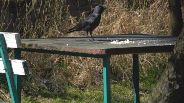 Western Jackdaw Coloeus Monedula Come Comida Mesa — Vídeo de stock