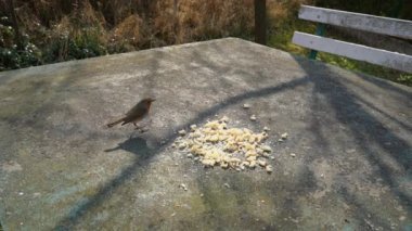 Avrupalı Robin (Erithacus rubecula) masada yemek yer