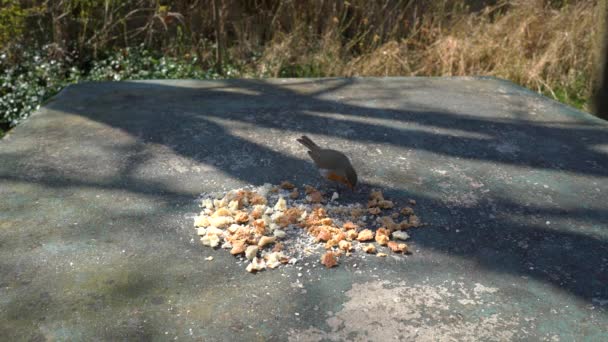 欧洲知更鸟 Erithacus Rubecula 吃桌上的食物 — 图库视频影像