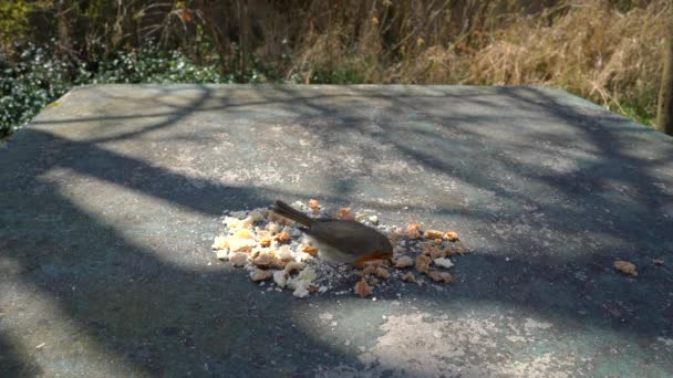 欧洲知更鸟 Erithacus Rubecula 吃桌上的食物 — 图库视频影像