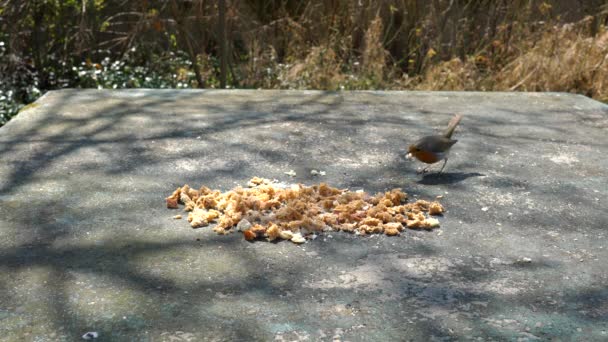 欧洲知更鸟 Erithacus Rubecula 吃桌上的食物 — 图库视频影像