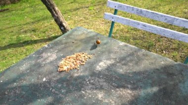 Avrupalı Robin (Erithacus rubecula) masada yemek yer