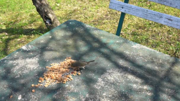 Europese Robin Erithacus Rubecula Eet Voedsel Tafel — Stockvideo