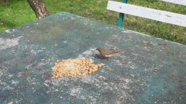 Avrupalı Robin (Erithacus rubecula) masada yemek yer 