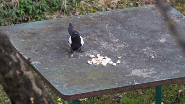 欧亚喜鹊 Pica Pica 吃桌上的食物 — 图库视频影像