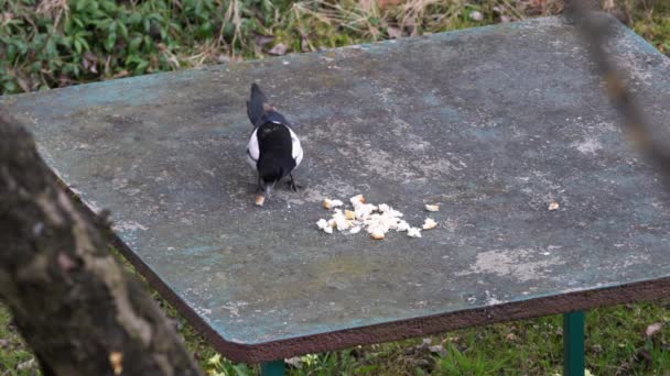 Eurasian Magpie Pica Pica Come Comida Mesa — Vídeo de Stock