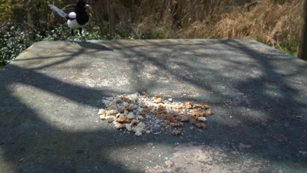 Eurasian Magpie Pica Pica Come Comida Mesa — Vídeo de Stock