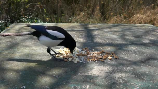 Eurasian Magpie Pica Pica Eats Food Table — Stock Video