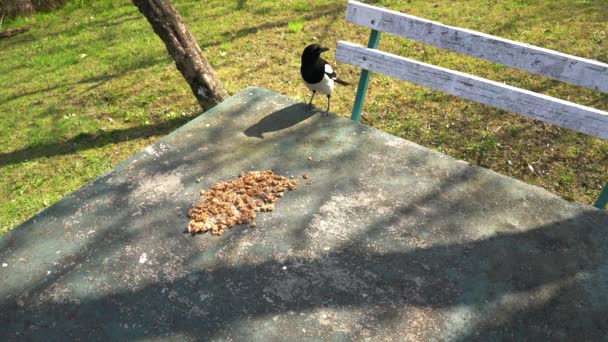 Eurasian Magpie Pica Pica Come Comida Mesa — Vídeo de Stock