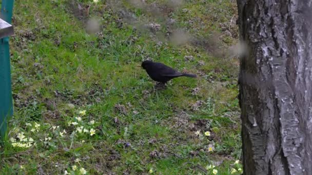 Pájaro Negro Común Turdus Merula Buscando Comida Fondo — Vídeos de Stock