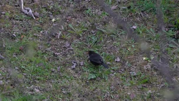 Pájaro Negro Común Turdus Merula Buscando Comida Fondo — Vídeos de Stock