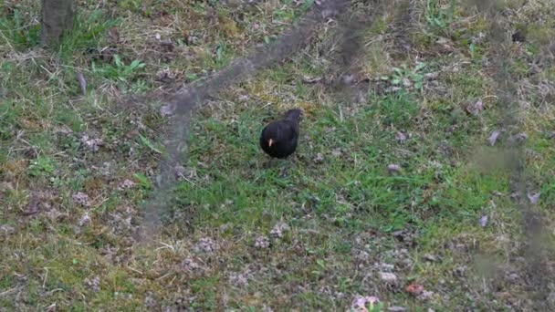 Quiscale commun (Turdus merula) à la recherche de nourriture sur le fond 