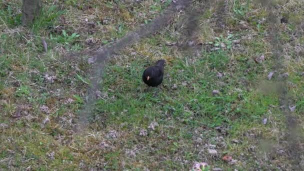 Κοινό Blackbird Turdus Merula Που Αναζητούν Τροφή Στο Παρασκήνιο — Αρχείο Βίντεο