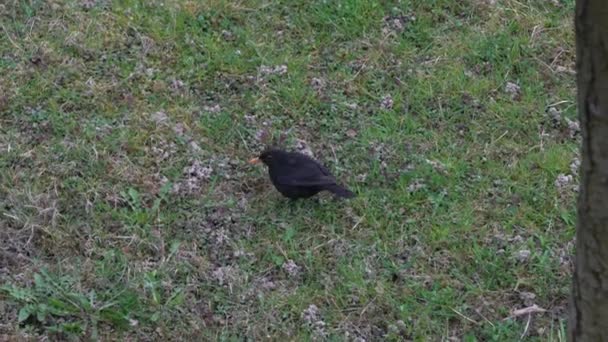 Quiscale commun (Turdus merula) à la recherche de nourriture sur le fond 