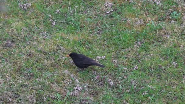 Pájaro Negro Común Turdus Merula Buscando Comida Fondo — Vídeos de Stock